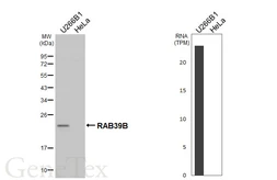 Anti-RAB39B antibody [HL6060] used in Western Blot (WB). GTX648139
