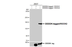 Anti-ROCK2 antibody [HL6078] used in Western Blot (WB). GTX648157