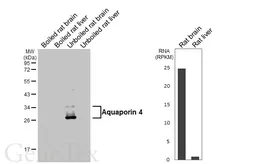 Anti-Aquaporin 4 antibody [HL6097] used in Western Blot (WB). GTX648182