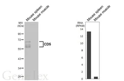 Anti-CD5 antibody [HL6108] used in Western Blot (WB). GTX648193