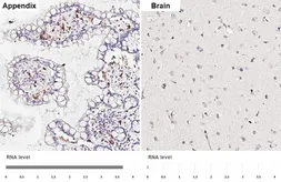 Anti-EMR3 antibody [HL6110] used in IHC (Paraffin sections) (IHC-P). GTX648195