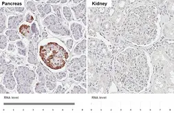 Anti-Pancreatic Polypeptide antibody [HL6116] used in IHC (Paraffin sections) (IHC-P). GTX648201