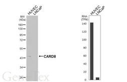 Anti-CARD8 antibody [HL6172] used in Western Blot (WB). GTX648259