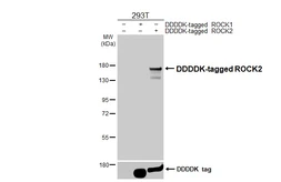 Anti-ROCK2 antibody [HL6209] used in Western Blot (WB). GTX648301