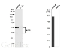 Anti-LEF1 antibody [HL6247] used in Western Blot (WB). GTX648339