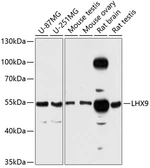 Anti-LHX9 antibody used in Western Blot (WB). GTX64835