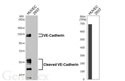 Anti-VE-Cadherin antibody [HL6262] used in Western Blot (WB). GTX648354