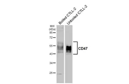 Anti-CD47 antibody [HL6267] used in Western Blot (WB). GTX648359