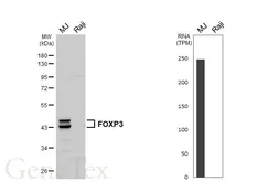 Anti-FOXP3 antibody [HL6361] used in Western Blot (WB). GTX648800