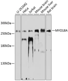 Anti-MYO18A antibody used in Western Blot (WB). GTX64882