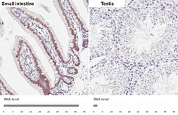 Anti-GATA6 antibody [HL6413] used in IHC (Paraffin sections) (IHC-P). GTX648858