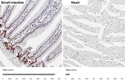 Anti-Ki67 antibody [HL6451] used in IHC (Paraffin sections) (IHC-P). GTX648899
