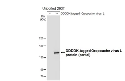 Anti-Oropouche virus L protein antibody [HL6541] used in Western Blot (WB). GTX649011