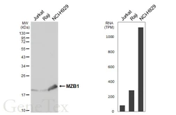 Anti-PACAP antibody [HL6563] used in Western Blot (WB). GTX649033
