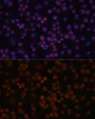 Anti-IKB zeta antibody used in Immunocytochemistry/ Immunofluorescence (ICC/IF). GTX64934