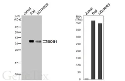 Anti-BOB1 antibody [HL6639] used in Western Blot (WB). GTX649348