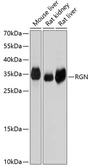 Anti-Regucalcin antibody used in Western Blot (WB). GTX64953