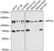 Anti-MTSS1 antibody used in Western Blot (WB). GTX64997