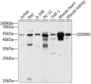 Anti-CD300C antibody used in Western Blot (WB). GTX65617