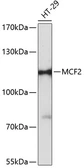 Anti-MCF2 antibody used in Western Blot (WB). GTX66124