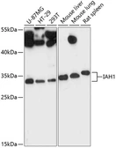 Anti-IAH1 antibody used in Western Blot (WB). GTX66199