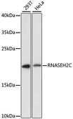 Anti-RNASEH2C antibody used in Western Blot (WB). GTX66221