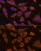 Anti-PREPL antibody used in Immunocytochemistry/ Immunofluorescence (ICC/IF). GTX66252