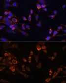 Anti-Proteasome 20S beta 7 antibody used in Immunocytochemistry/ Immunofluorescence (ICC/IF). GTX66287