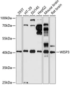 Anti-WISP3 antibody used in Western Blot (WB). GTX66293