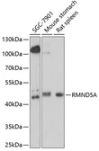 Anti-RMND5A antibody used in Western Blot (WB). GTX66310