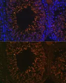 Anti-LDHAL6B antibody used in IHC (Paraffin sections) (IHC-P). GTX66312