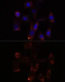 Anti-YTHDC2 antibody used in Immunocytochemistry/ Immunofluorescence (ICC/IF). GTX66320