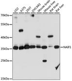 Anti-NAIF1 antibody used in Western Blot (WB). GTX66346