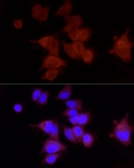 Anti-FAM38A antibody used in Immunocytochemistry/ Immunofluorescence (ICC/IF). GTX66441