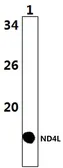 Anti-ND4L antibody used in Western Blot (WB). GTX66639