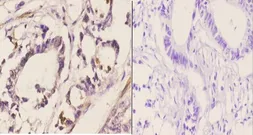 Anti-CDC37 antibody used in IHC (Paraffin sections) (IHC-P). GTX66664