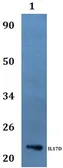 Anti-IL17D antibody used in Western Blot (WB). GTX66864