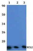Anti-XCL2 antibody used in Western Blot (WB). GTX66866