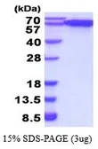Human ERp57 protein, His tag (active). GTX66985-pro