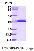 Mouse GSTM1 protein, His tag (active). GTX67036-pro