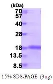 Mouse IL2 protein (active). GTX67061-pro