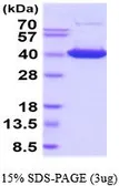 Mouse IMPAD1 protein, His tag (active). GTX67075-pro