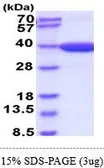 Mouse MDH2 protein, His tag (active). GTX67092-pro