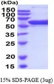 Mouse PDI protein, His tag (active). GTX67106-pro