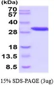 Mouse PGAM1 protein, His tag (active). GTX67111-pro