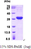 Human HSP27 protein, His tag. GTX67487-pro