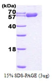 Human HSP60 protein, His tag. GTX67490-pro