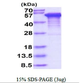 Human Tau383 (0N4R) protein, His tag. GTX67541-pro