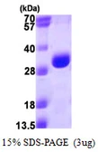 Human PSMA3 protein, His tag. GTX67691-pro