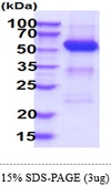 Human SHP2 protein, His tag. GTX67711-pro